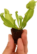 ragnaroc Sarracenia Purpurea SSP. Venosa 2-4" (Purple Pitcher Plant) 4ct – Live Plant for Indoor Outdoor Use, Carnivorous Plants – Live Arrival Guaranteed