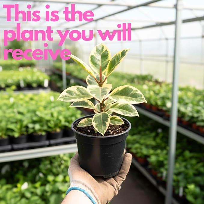 Baby Rubber Plant Live Indoor, Variegated Peperomia Obtusifolia Plant in 4'' Inch Pot, Low-Maintenance Peperomia Live Plant, Ideal Plant for Home & Office