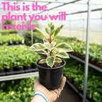 Peperomia Live Plant, Peperomia Obtusifolia Variegated, Baby Rubber Houseplant in 4'' Inch Pot, Easy Indoor Rubber Plant Live for Shelves, Desks & Small Spaces