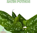 BubbleBlooms Satin Pothos, Scindapsus Pictus, Silver Vine, Silver Cloud, Silk Pothos in 6 inch Pot