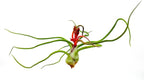 ragnaroc Air Plants - Flowering Tillandsia Bulbosa Belize, Giant 7-9" - 2ct - Live Arrival Guaranteed - House Plants for Home Decor & Gift