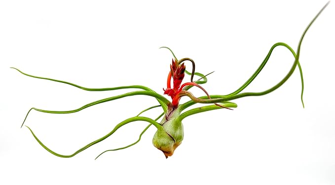 ragnaroc Air Plants - Flowering Tillandsia Bulbosa Belize, Giant 7-9" - 5ct - Live Arrival Guaranteed - House Plants for Home Decor & Gift