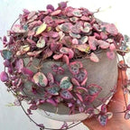 Ceropegia Woodii Variegated String of Hearts Live Plant, Rare Succulent Houseplant Indoor Home Decoration