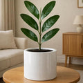 Fox & Fern 8 Inch Plant Pot with Drainage Plug — Premium Lightweight Fiberstone Glossy White Planter - Indoor & Outdoor Planter - 8 Inch Pots for Plants - Weather Resistant & UV Resistant