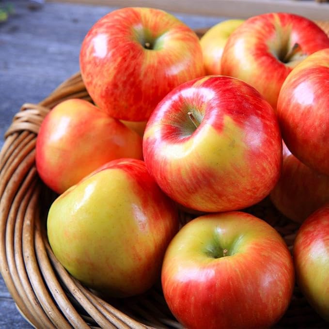 Brighter Blooms - Honeycrisp™ Apple Tree, 3-4 ft. - No Shipping to AK, AZ, CA, HI, ID, OR, WA