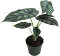 Alocasia Dragon Scale Live Plant – Rare Exotic Alocasia Dragon Scale from Fully Rooted Corm - Unique Tropical Indoor Houseplant for Home Decor, Office Spaces & Plant Collector Gift(Heat Pack Included)