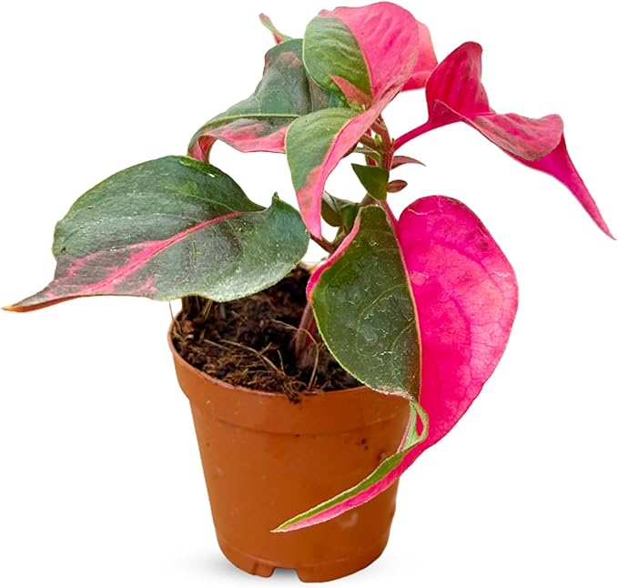 Alternanthera Party Time Live Plant in 2” Pot – Pink and Green Foliage – Foliage for Gardens & Landscapes - Easy Care Outdoor Plant - Green and Pink Shrub