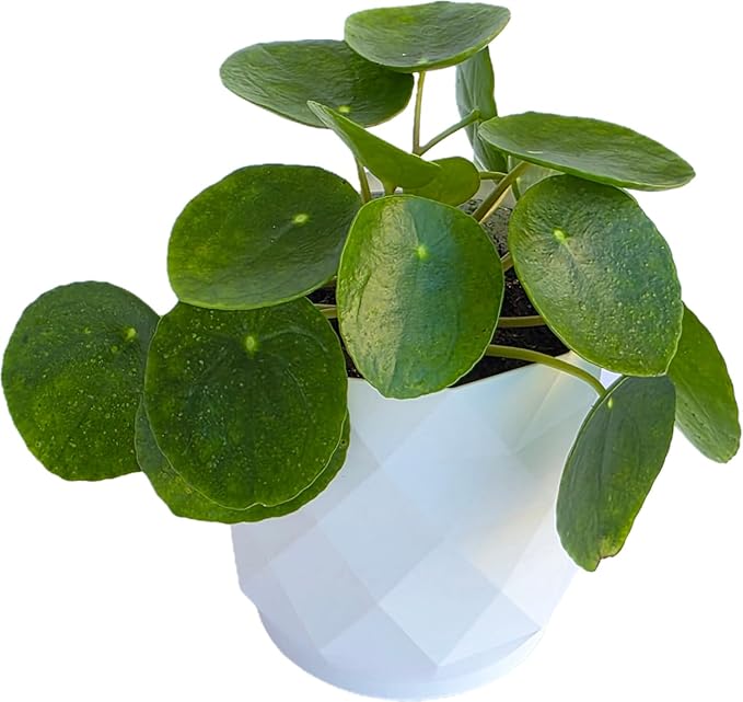 Chinese Money Plant Live (Pilea Peperomioides) in White Geometric Self-Watering Planter, Modern Indoor Houseplant, Minimalist Home & Office Desk Decor, Easy Care Gift, Air Purifying Plant