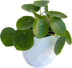Chinese Money Plant Live (Pilea Peperomioides) in White Geometric Self-Watering Planter, Modern Indoor Houseplant, Minimalist Home & Office Desk Decor, Easy Care Gift, Air Purifying Plant
