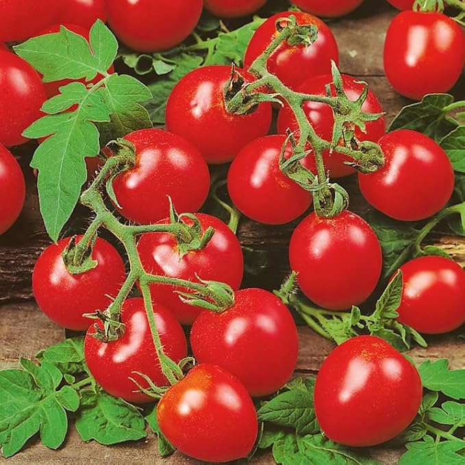 Tomato Cherry Maskotka Cascading Trailing Dwarf Bush Tomato 50+ Seeds for Planting Non-GMO