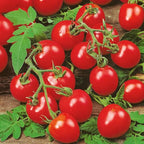 Tomato Cherry Maskotka Cascading Trailing Dwarf Bush Tomato 50+ Seeds for Planting Non-GMO