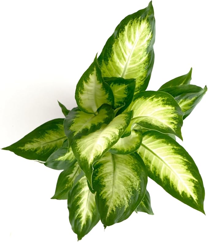 Shop Succulents Dieffenbachia Camille, Live Indoor Plant, Low Maintenance Tropical Houseplant with Attractive Variegated Leaves, Ideal for Home Decor, Office, and Room Enhancement, 6 Inch Nursery Pot