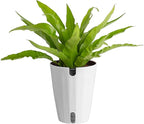 Costa Farms Bird's Nest Fern Live Plant in Plastic Pot, Air Purifying Indoor Houseplant, Perfect for Home, Room, or Office Decor, Great House Warming or Birthday Gift, 12-18 Inches Tall