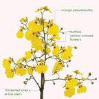 American Plant Exchange Live Oncidium Orchid Plant with Colorful Flowers, Dancing Lady Orchid, Ideal for Home and Garden Decor, 4" Pot