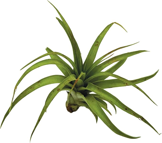 ragnaroc Air Plants - Tillandsia Brachycaulos Multiflora, Jumbo 5-7" - 5 ct - Live Arrival Guaranteed - House Plants for Home Decor & Gift