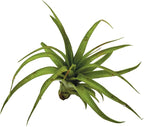 ragnaroc Air Plants - Tillandsia Brachycaulos Multiflora, Jumbo 5-7" - 3 ct - Live Arrival Guaranteed - House Plants for Home Decor & Gift