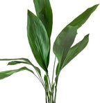 Cast Iron Plant - 3 Live Plants in 6 Inch Pots - Aspidistra Elatior - Beautiful Florist Quality Indoor or Outdoor Plant