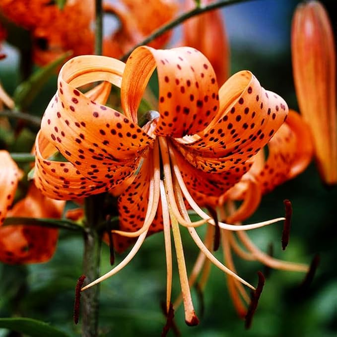50PCS Orange Tiger Lily Seeds Rare Bloom Flower Seeds Heirloom
