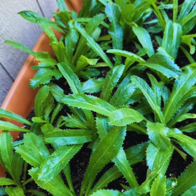 Culantro Plant Live, Culantro Live Plant, 4 Inches Pot, 5 to 7 Inches Tall, Vegetable Herb Plant