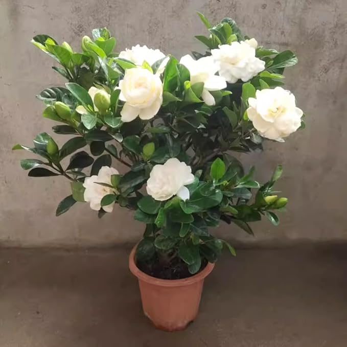 2 Jasmine Plant Live, Frost Proof Gardenia Plants Cape Jasmine Live Plant Between 5 and 7Inc Tall Outdoor Planting Indoor