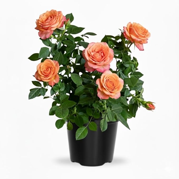 Rose Live Plant, Roses Flower Plant, Fragrant Flower for Planting, 4-6 Inches Tall, Bush Shrub Plants, Well Rooted, Ready to Grow (Orange Pink Rose)