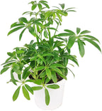 Schefflera Arboricola - Dwarf Umbrella Tree (4" Grower Pot) - Tropical Houseplant - Low Light and Healthy Houseplant - Easy to Care Indoor Houseplant