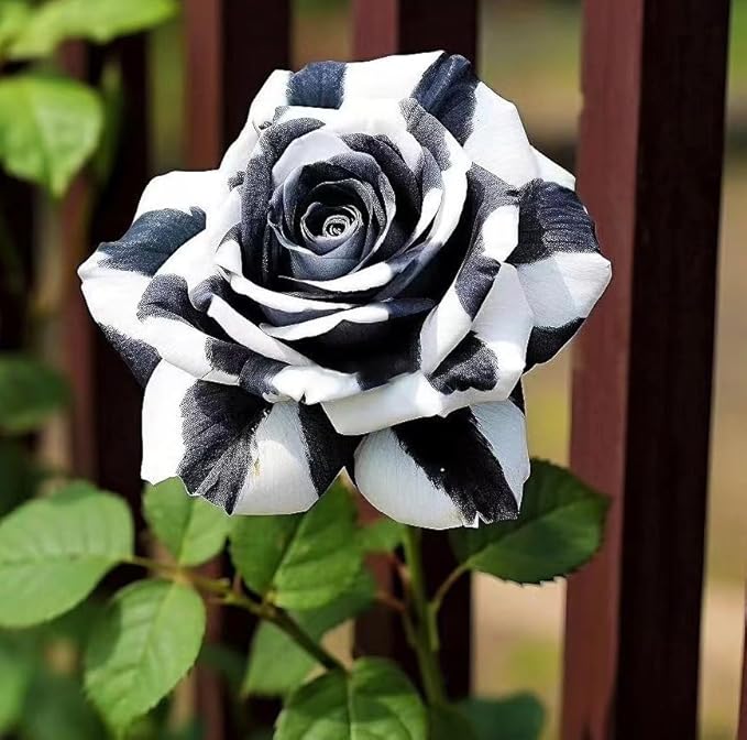 265+ Rose Seeds for Planting Outdoor-Rare Rose Flower Seeds to Plant Garden Decor Open-Pollinated Non-GMO Heirloom