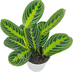 Live Plant, Lemon Lime Maranta Prayer Plant, Pet Friendly, Air Purifying Plant, Easy Care, Easy to Grow Live Indoor Plant, Houseplant, Rare Indoor Plant, Home Décor 4 inch White Pot