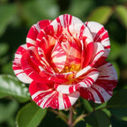 Red White Rose Live Plant, Can Grow As Rose Bushes Shrubs, Fragrant Ready to Plant, Starter Size, 5 to 10 Inc Tall, Dormant in Winter
