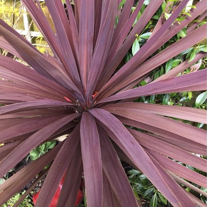 RedCrocus Red Grass Tree Cordyline Australis 'Red Star' | Vibrant Foliage, Evergreen Shrub | Drought Tolerant, Pet Safe, Container & Garden Accent 1 Quart (Pack of 5)