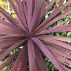 RedCrocus Red Grass Tree Cordyline Australis 'Red Star' | Vibrant Foliage, Evergreen Shrub | Drought Tolerant, Pet Safe, Container & Garden Accent 1 Quart (Pack of 5)
