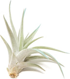 Light Blue Colorful Tillandsia Air Plants -Long Lasting Color Enhanced Live Tillandsia Succulent House Plants - Home and Garden Decor -Easy Care Indoor/Outdoor Plants (Harrisii, Single)