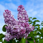 Miss Kim Lilac Bush Live Plant in Quart Pot, Fast Growing Korean Lilac Tree, Fragrant Flowering Shrubs for Garden Landscaping