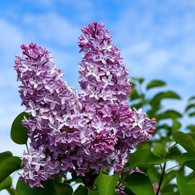 Miss Kim Lilac Bush Live Plant in Quart Pot, Fast Growing Korean Lilac Tree, Fragrant Flowering Shrubs for Garden Landscaping