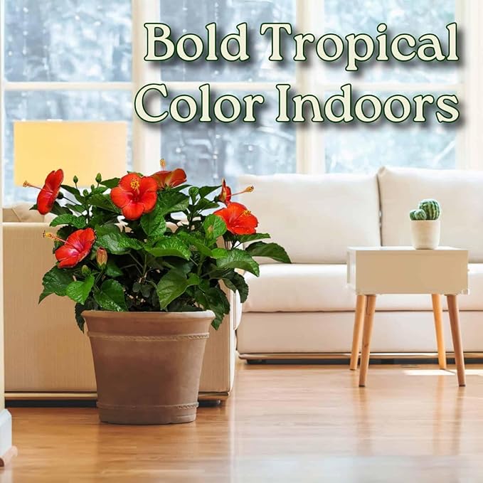 Hibiscus Plant Live - Hibiscus Bush - Red President - Overall Height 26" to 28" - Tropical Plants of Florida (Plant Only)