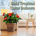 Hibiscus Plant Live - Hibiscus Bush - Red President - Overall Height 26" to 28" - Tropical Plants of Florida (Plant Only)