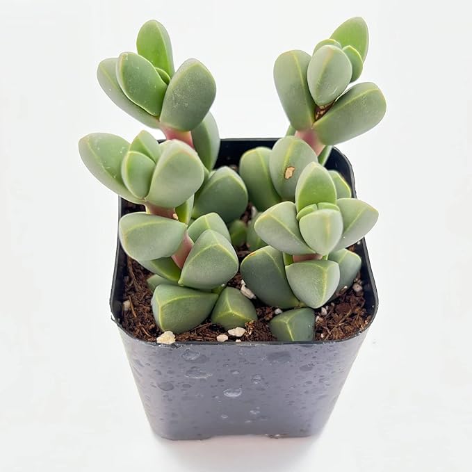 Sprout N Green Ice Plant, Live Corpuscularia lehmannii Succulent Fully Rooted in 2" Starter Pot, House Plant for Indoor Outdoor Home Office Wedding Decoration Party Favor, Pets Friendly, Easy to Care