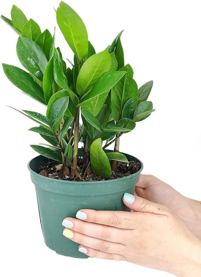 ZZ Plant (6" Grower Pot) - Low Light and Healthy Houseplant - Easy to Care, Easy to Grow Plants for Beginners - Live Healthy Houseplant for Home Office Decoration - Air-Purifying Indoor Plant