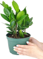 ZZ Plant (4" Grower Pot) - Low Light and Healthy Houseplant - Easy to Care, Easy to Grow Plants for Beginners - Live Healthy Houseplant for Home Office Decoration - Air-Purifying Indoor Plant