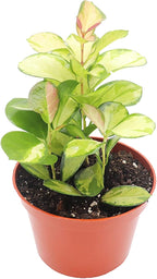 Rare Hoya Australis Lisa - 6" from California Tropicals
