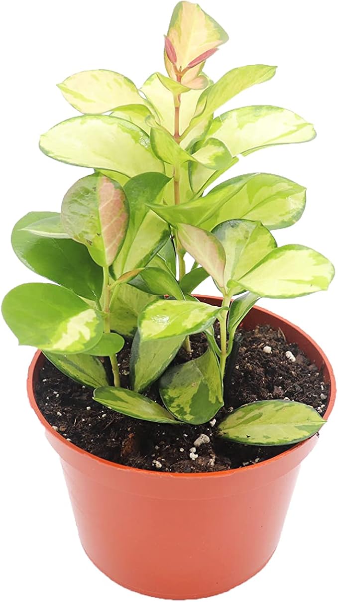 Rare Hoya Australis Lisa - 6" from California Tropicals