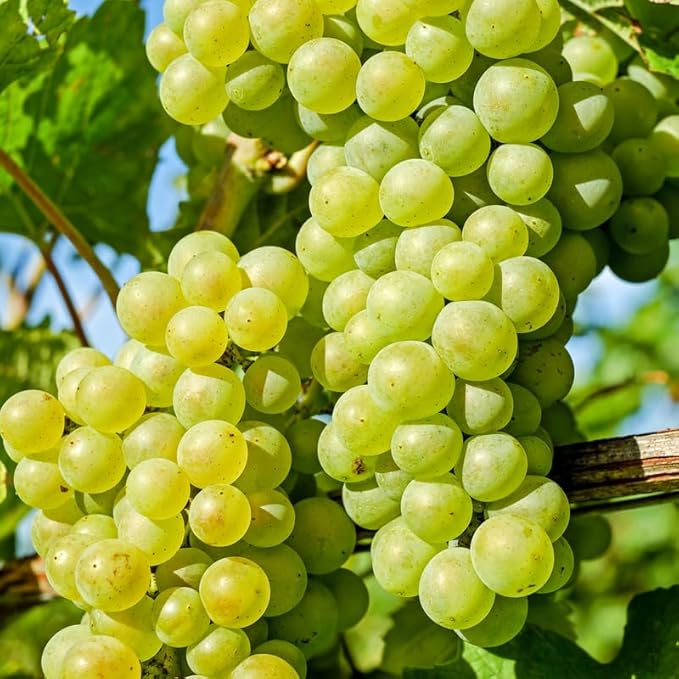 Grape Vine Plant Live for Planting Outdoors, Grape Plant Live Grape Tree to Grow 1-2 Years Old Well-Rooted, Black Grape Fruit Tree Live Plant (Green Grape)