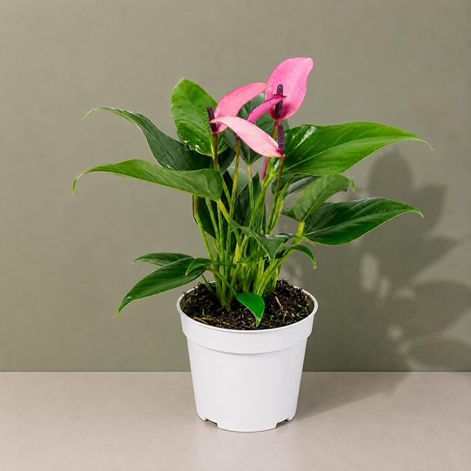Anthurium Purple Zizou Flowering Live Plant, Houseplant with Long Lasting Blooms, Easy-Care Anthurium for Indoor Decor