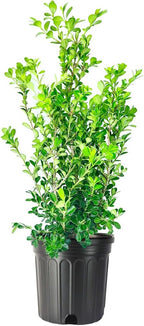 Japanese Boxwood | 2 Large Trade Gallon Size Plants | Buxus Microphylla | Evergreen Shrub, Low Maintenance, Ideal for Hedges, Dense Foliage, Perfect for Borders, Hardy Versatile Landscaping