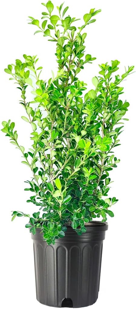 Japanese Boxwood | 1 Large Trade Gallon Size Plant | Buxus Microphylla | Evergreen Shrub, Low Maintenance, Ideal for Hedges, Dense Foliage, Perfect for Borders, Hardy Versatile Landscaping
