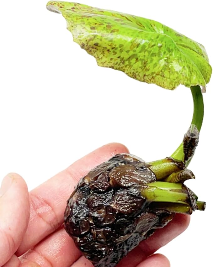 Live Waterlilies Rhizome Tuber Pre-Grown Tropical Waterliles Freshwater Indoor-Outdoor Pond Decoration Blue Flower