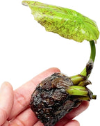 Live Waterlilies Rhizome Tuber Pre-Grown Tropical Waterliles Freshwater Indoor-Outdoor Pond Decoration Blue Flower
