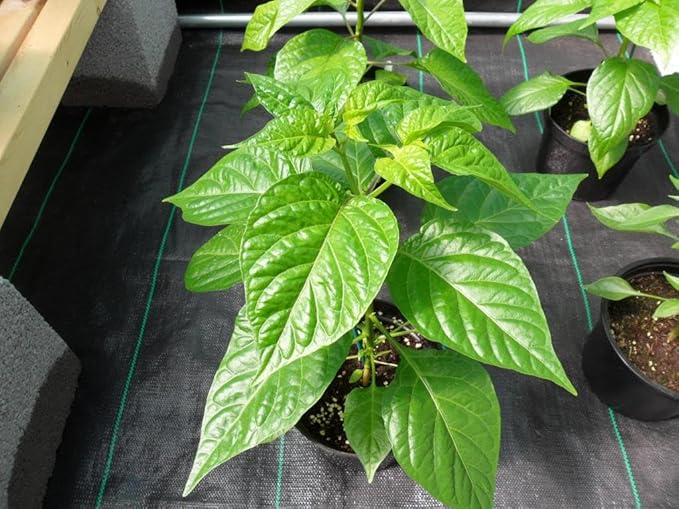 Cayenne Long Slim Pepper Plants- Three (3) Live Plants – Non-GMO - Not Seeds – Each 4"-8" Tall in 4 Inch Pots - Medium Heat, Dries Well