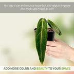 LEAL PLANTS ECUADOR Anthurium Warocqueanum & Philodendron Mamei Silver (Pack of 2), Rare Exotic Indoor Plants in 4” Pots | Air-Purifying & Easy-Care Houseplants| Perfect for Home & Office Décor