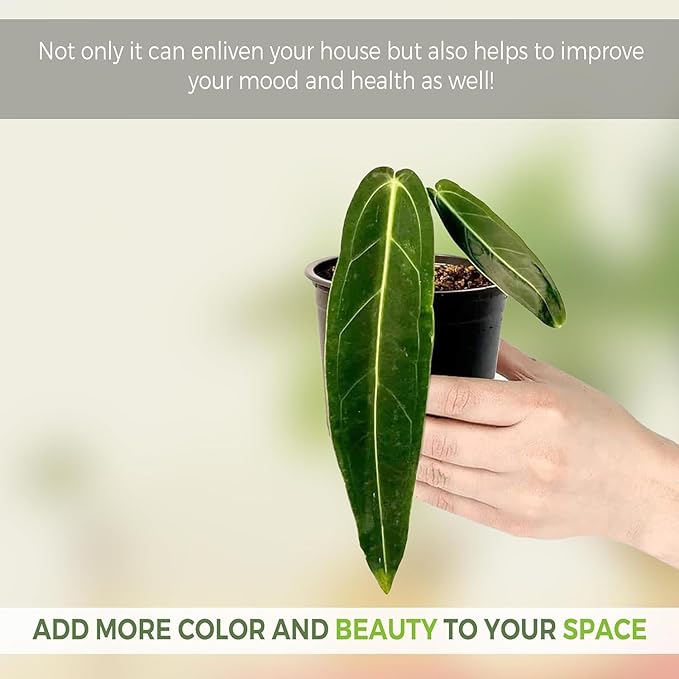 LEAL PLANTS ECUADOR Anthurium Warocqueanum & Philodendron Mamei Silver (Pack of 2), Rare Exotic Indoor Plants in 4” Pots | Air-Purifying & Easy-Care Houseplants| Perfect for Home & Office Décor
